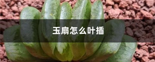 玉扇怎么叶插