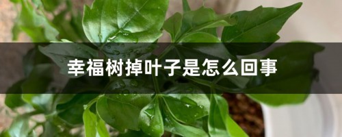 幸福树掉叶子是怎么回事