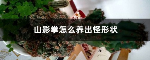 山影拳怎么养出怪形状