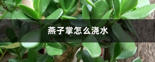 燕子掌怎么浇水