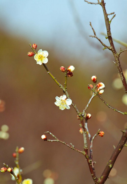 梅花