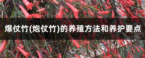 爆仗竹(炮仗竹)的养殖方法和养护要点