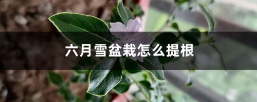 六月雪盆栽怎么提根