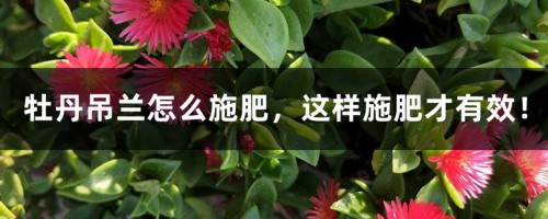 牡丹吊兰怎么施肥，这样施肥才有效！