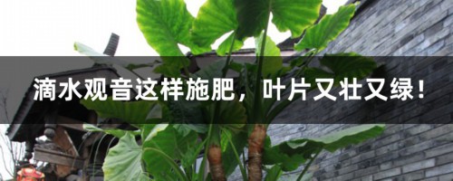 滴水观音这样施肥，叶片又壮又绿！