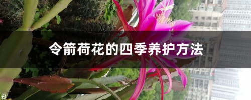 令箭荷花的四季养护方法