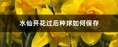 水仙开花过后种球如何保存