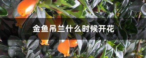 金鱼吊兰什么时候开花