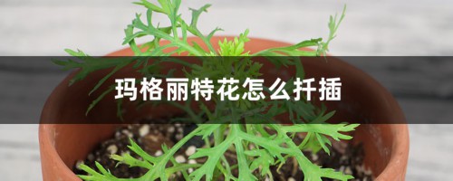 玛格丽特花怎么扦插