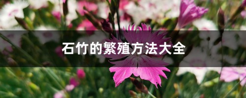 石竹的繁殖方法大全