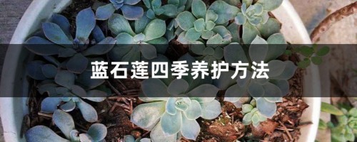 蓝石莲四季养护方法