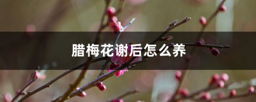 腊梅花谢后怎么养