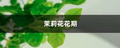 茉莉花花期