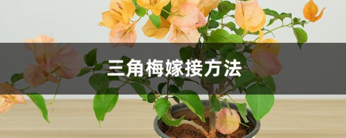 三角梅嫁接方法