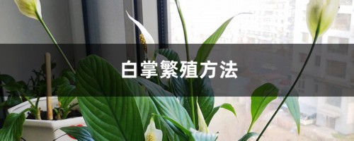 白掌繁殖方法