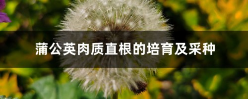 蒲公英肉质直根的培育及采种