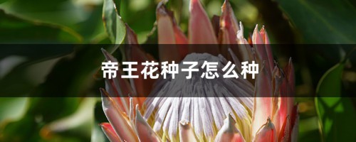 帝王花种子怎么种