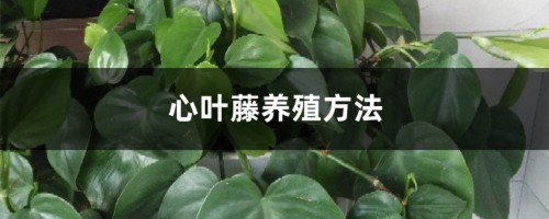 心叶藤养殖方法