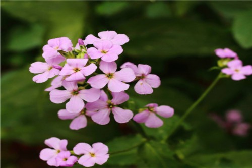 蓝香芥的花语和文化寓意